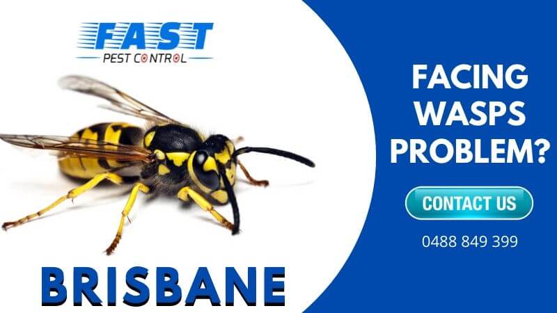 Wasp Removal Brisbane