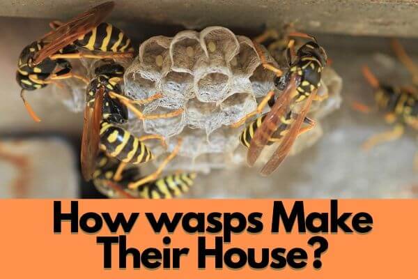 Wasps House