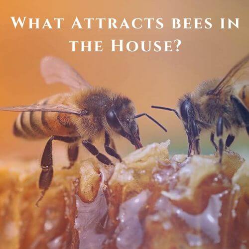What Attracts Bees in the House