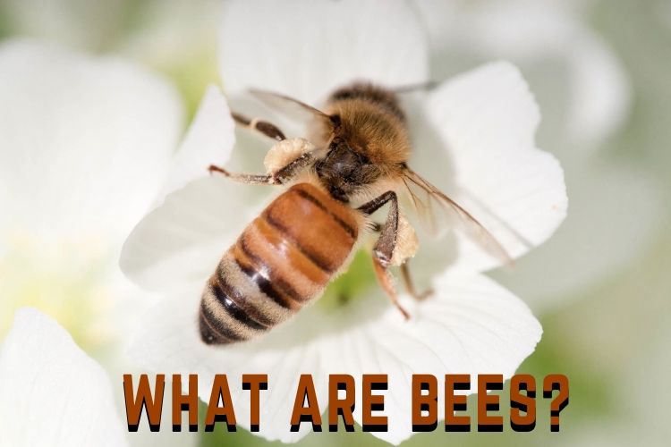 What are Bees