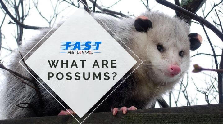 What are possums
