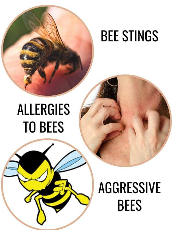 Why to Get Rid of Bees