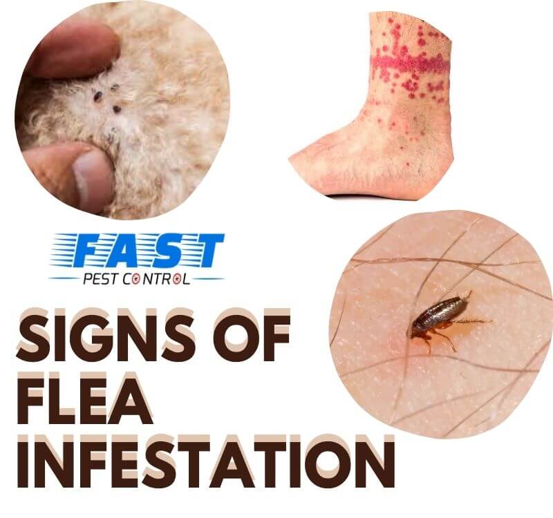 signs of flea infestation