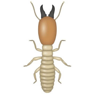 termite control canberra