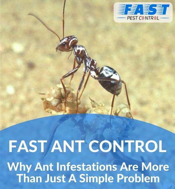 ANT PROBLEM IN HOME