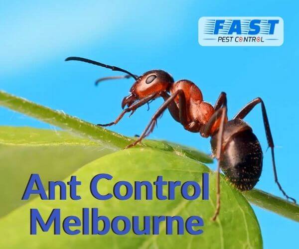 Ant Control Service Melbourne