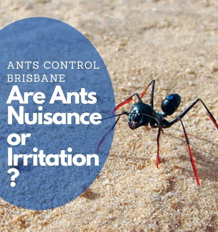 Ants control Brisbane