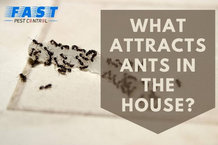 Attraction of ants in the House