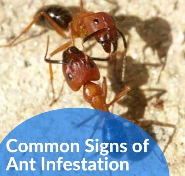 Common Signs of Ant Infestation