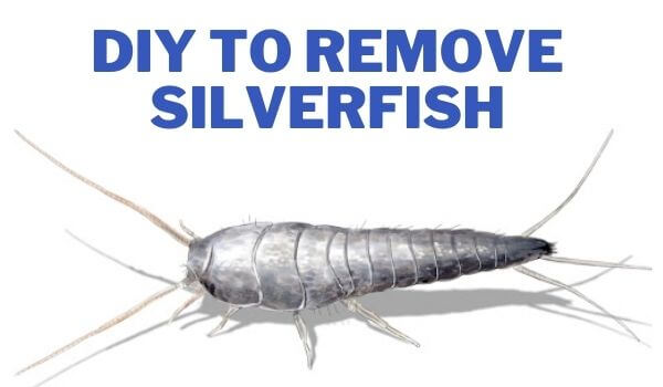 DIy to silverfish control brisbane