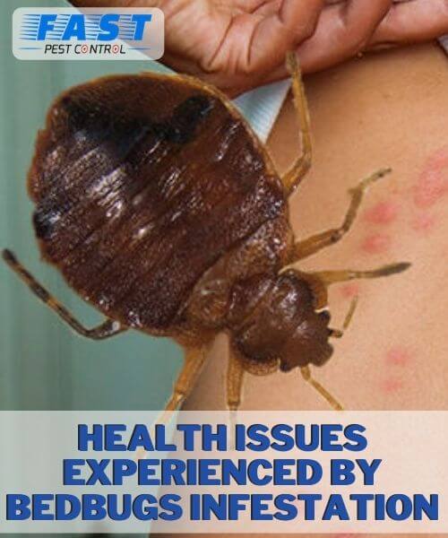 Health issues related to bedbugs