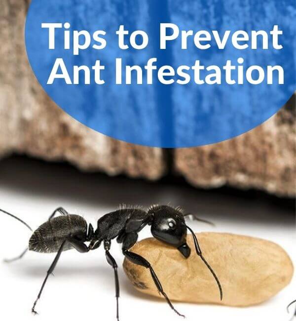 Tips to Prevent ant infestation