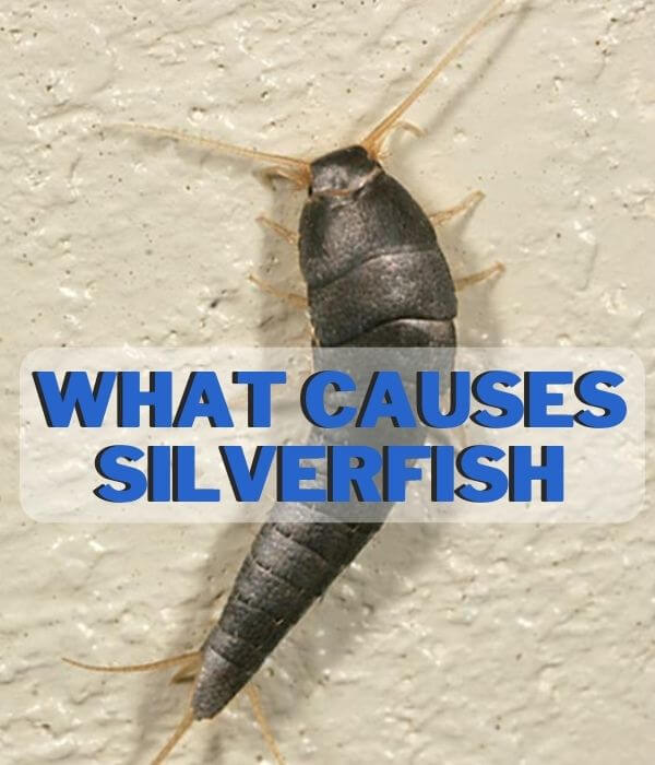 What Causes Silverfish