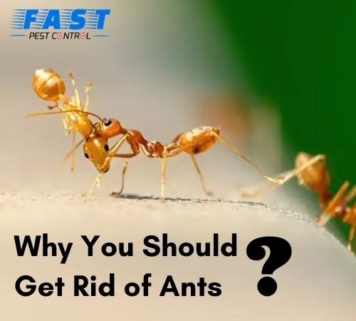 Why You Should Get Rid of Ants