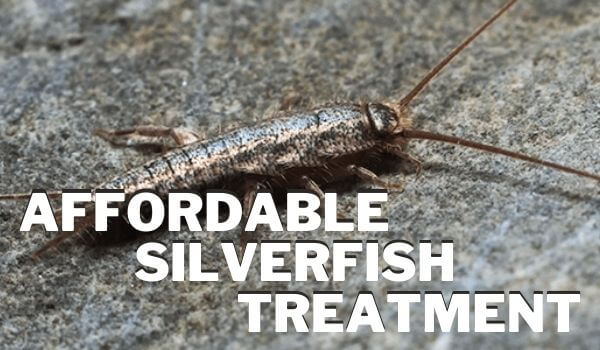 affordable silverfish control brisbane