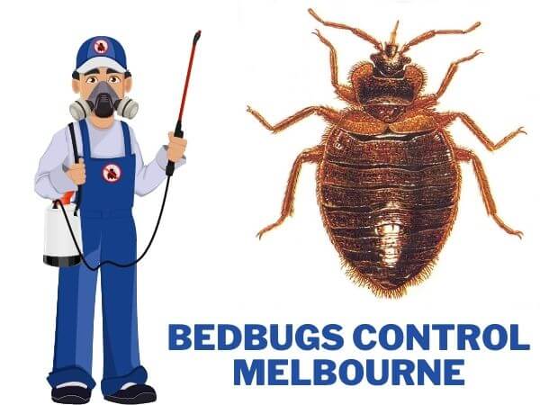 bedbugs control melbourne