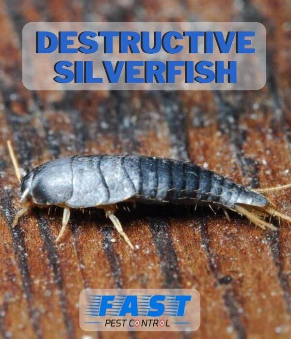 destructive silverfish