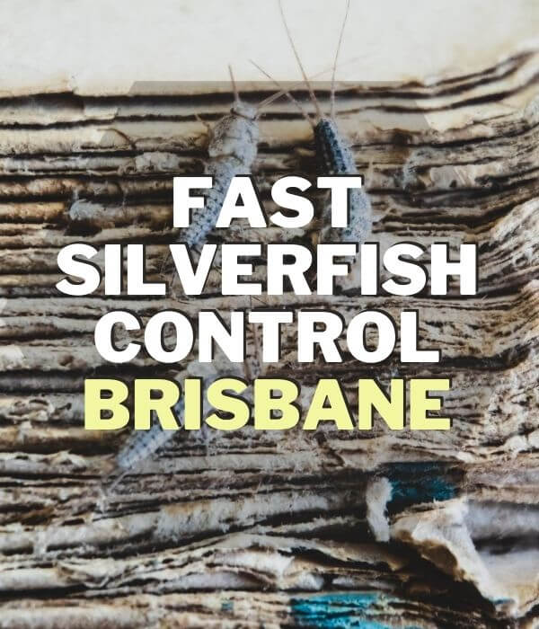 fast silverfish control Brisbane