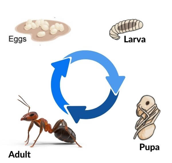 life cycle of ant