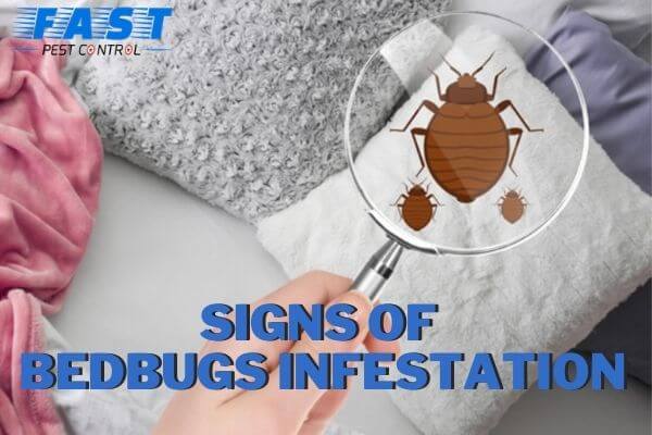 signs of bedbugs infestation