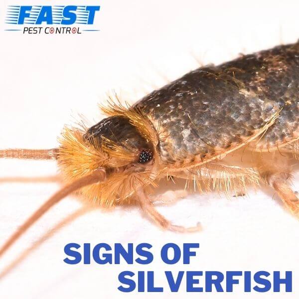 signs of silverfish