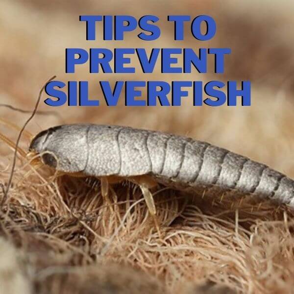 tips to prevent silverfish