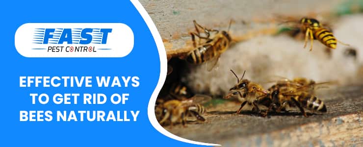 EFFECTIVE WAYS TO GET RID OF BEES NATURALLY