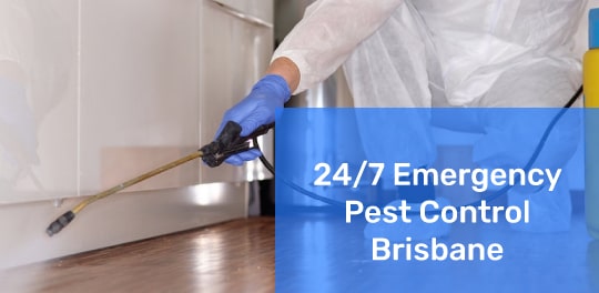 24/7 Emergency Pest Control Brisbane Services
