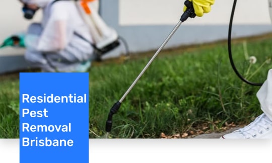 Residential Pest Removal Services Brisbane 