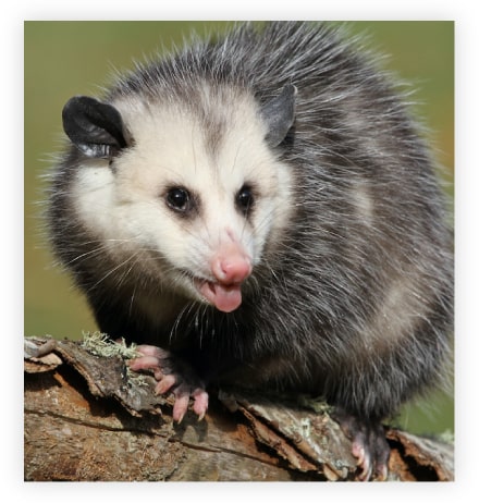How to Get Rid of Dead Possum