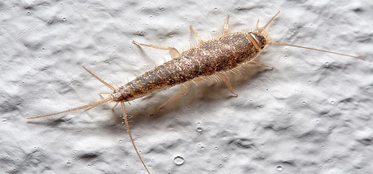 Silverfish Prevention and Control